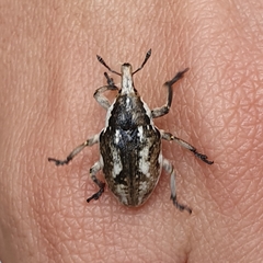 Larinus onopordi