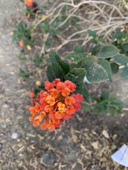 Lantana camara
