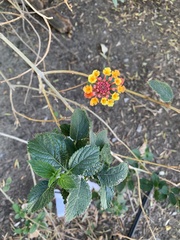 Lantana camara