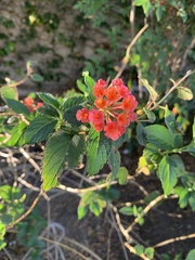 Lantana camara