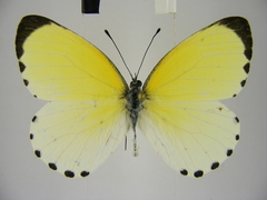 Mylothris aurantiaca