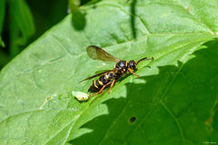 Argogorytes mystaceus