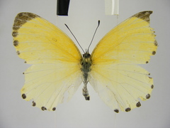 Mylothris aurantiaca