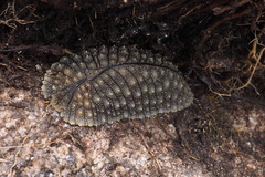 Pseudaneitea
