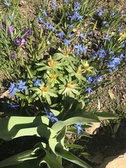 Eranthis
