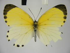 Mylothris aurantiaca