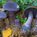 Violet Webcap - Photo (c) Federico Calledda, some rights reserved (CC BY-NC)