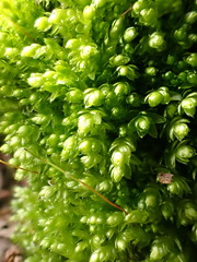 Plagiothecium cavifolium