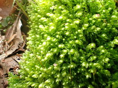 Plagiothecium cavifolium