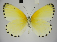 Mylothris aurantiaca