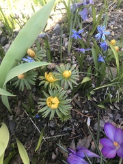 Eranthis