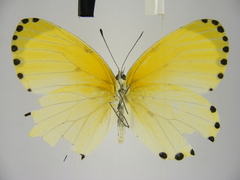 Mylothris aurantiaca