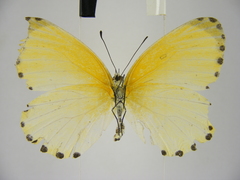 Mylothris aurantiaca