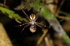 Argiope perforata