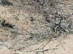 Psammophis punctulatus
