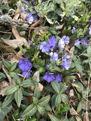 Vinca minor