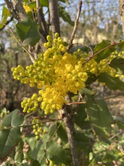 Berberis aquifolium