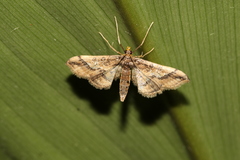 Hydriris