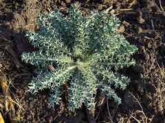 Argemone platyceras