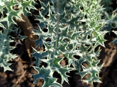 Argemone platyceras