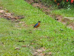Pitta moluccensis