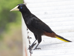 Psarocolius decumanus