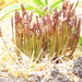 Schizaea australis - Photo (c) Colin Meurk, algunos derechos reservados (CC BY-SA), subido por Colin Meurk