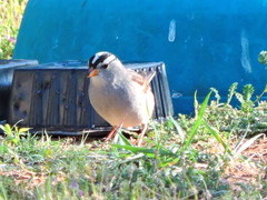 Zonotrichia leucophrys