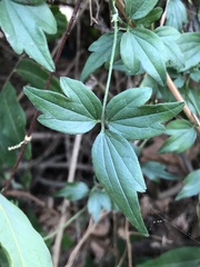 Clematis formosana