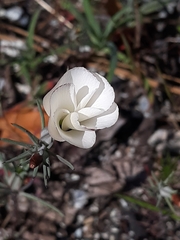 Linanthus dichotomus