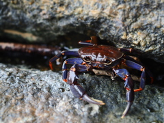 Demanietta renongensis