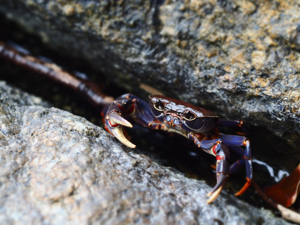 Spectacled Waterfall Crabs