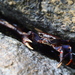 Ranong Waterfall Crab - Photo (c) Yingyod Lapwong, some rights reserved (CC BY-NC), uploaded by Yingyod Lapwong