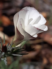 Linanthus dichotomus