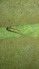 Geophilus carpophagus
