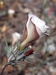 Linanthus dichotomus