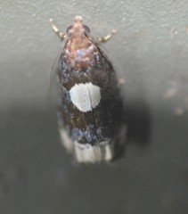 Olethreutes devotana