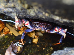 Demanietta renongensis