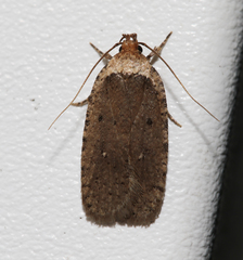 Agonopterix nigrinotella