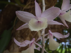Dendrobium aphyllum