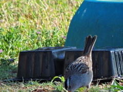 Zonotrichia leucophrys