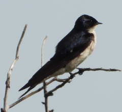 Hirundo dimidiata