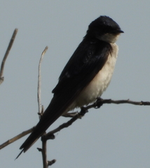 Hirundo dimidiata