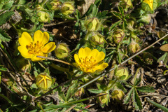 Potentilla pusilla