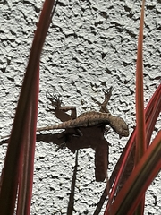 Tropidurus