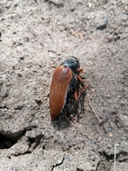 Sternocera hildebrandti