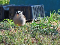 Zonotrichia leucophrys