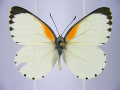 Mylothris bernice