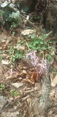 Corydalis paczoskii