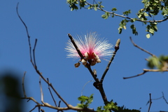 Pseudobombax ellipticum